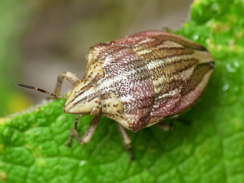 Odontotarsus purpureolineatus (Rossi, 1790)